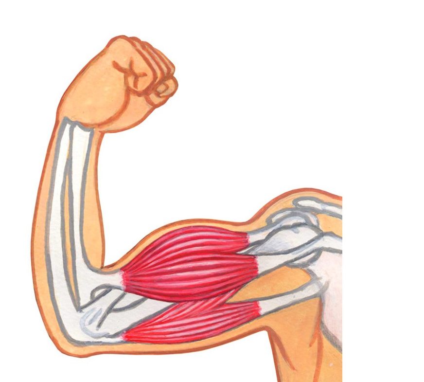 筋肉を想起させる画像